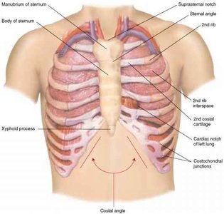 Anterior thoracic cage with ribs and cartilage