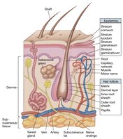 Cross-section of skin showing layers and structures