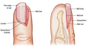 Diagram of the human fingernail structure