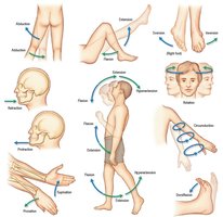 Diagram of the human skeleton with labeled bones