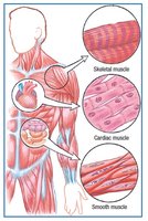Diagram showing skeletal, cardiac, and smooth muscle types