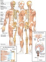 Diagram of the muscular system and muscle structure