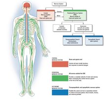 Diagram of the nervous system including CNS and PNS divisions