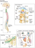 Diagram of the spinal cord and nerve pathways