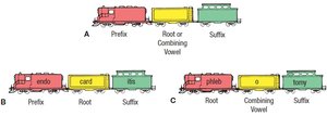 Diagram showing the structure of medical terms using train cars for prefix, root, combining vowel, and suffix