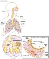 Diagram of the respiratory system and gas exchange