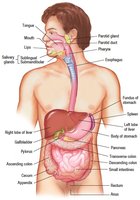 Diagram of the digestive system with labeled organs