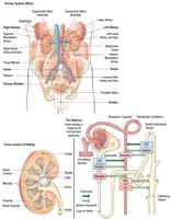 Diagram of the urinary system with labeled organs
