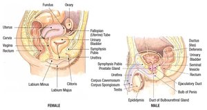 Diagram of male and female reproductive systems