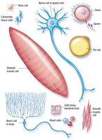 Various types of human cells including nerve, muscle, and blood cells