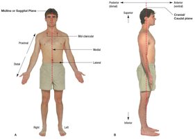 Diagram of a human body showing anatomical planes and directional terms