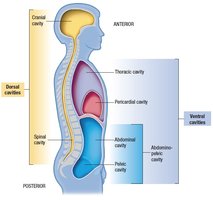 Diagram of body cavities including cranial, thoracic, abdominal, and pelvic