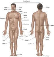 Posterior and anterior views of the human body with regional terms labeled