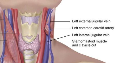 Detailed anatomy of the left neck vessels