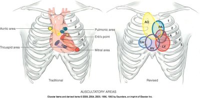 Auscultatory areas of the heart