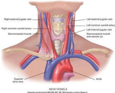 Anatomy of the neck vessels