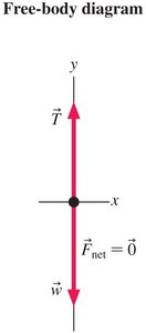 Free-body diagram for orangutan