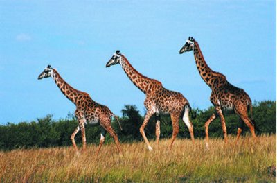 Giraffes walking
