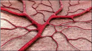 Capillary network in biological tissue