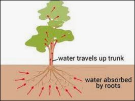 Water transport in plants via capillarity
