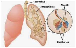 Lung structure with alveoli and surfactant action