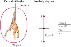 Orangutan force identification and free-body diagram