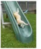 dog sliding down a slide