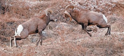 Rams colliding, illustrating momentum in animal interactions