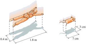 Man and mouse falling with terminal speed
