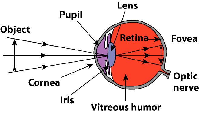Diagram of the human eye