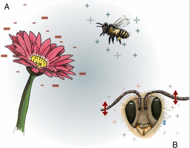 Bee and flower electric field interaction