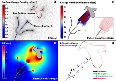 Electric field strength and pollen grain trajectories