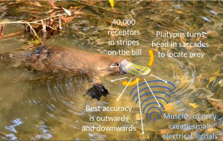 Platypus using electric fields to locate prey