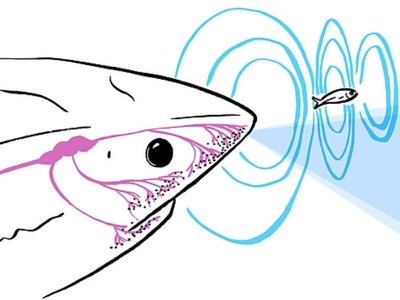 Shark sensing electric fields