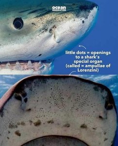 Ampullae of Lorenzini in sharks