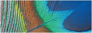 Peacock feather showing natural diffraction grating