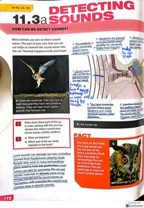 Diagram of the human ear and owl ear adaptations