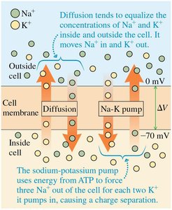 Ion pumps and charge separation in cell membrane
