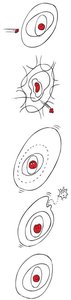 Excitation: electron transitions to higher energy level.
