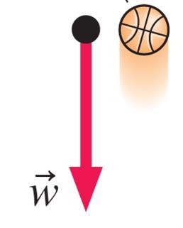 Weight force acting on a basketball