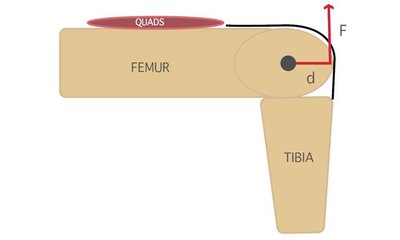 Kneecap with patella