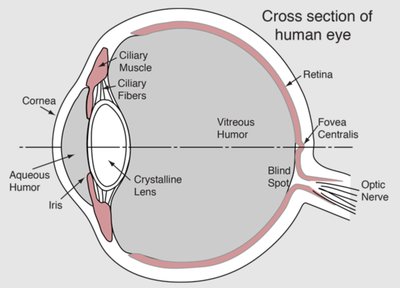 Cross section of human eye