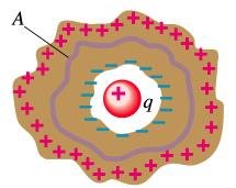 Charge rearrangement in hollow conductor