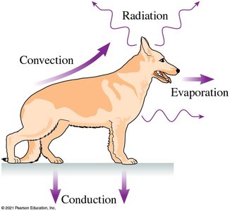 Heat loss mechanisms in animals