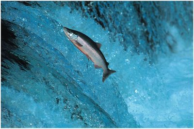 Projectile motion example: leaping fish