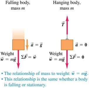 Falling and hanging body: mass and weight