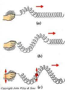 Transverse wave motion