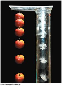 Motion diagram of apple and feather in a vacuum during free fall