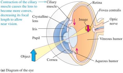 Diagram of the human eye showing the path of light and image formation