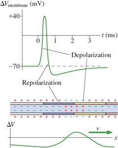 Action potential and membrane voltage graph